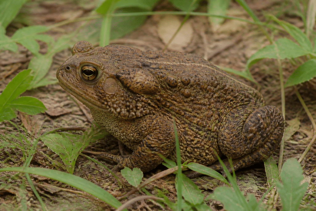 Crapaud brun avec peau verruqueuse et glandes parotoïdes visibles