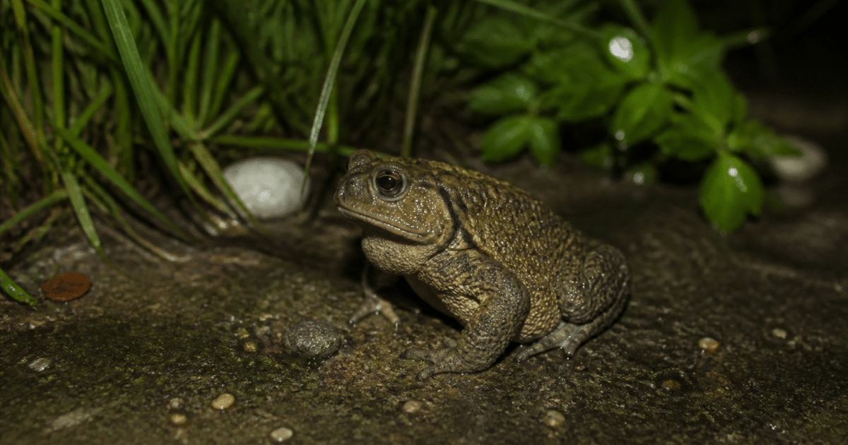 Crapaud assis sur sol humide jardin nuit