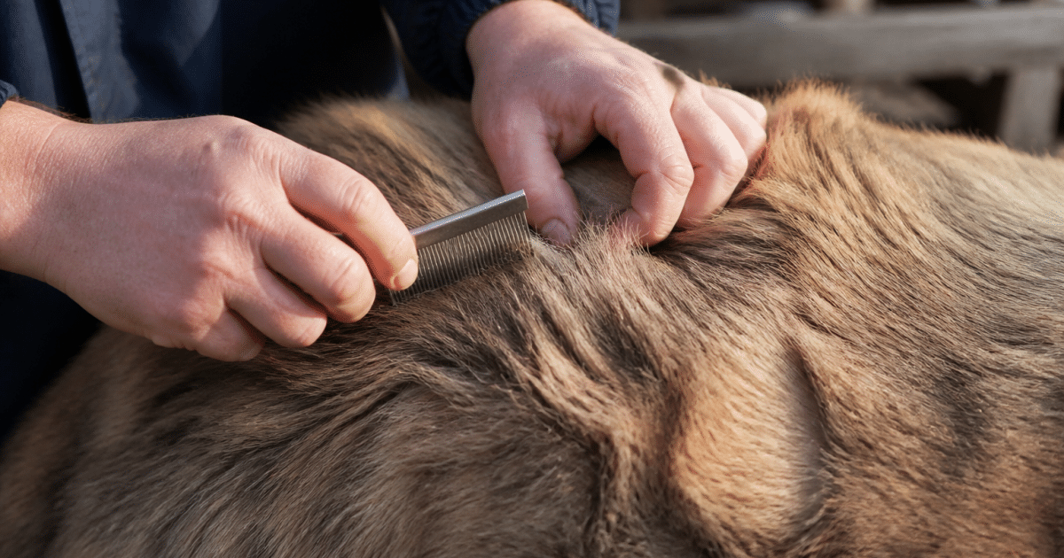 Mains tenant peigne fin au-dessus de pelage animal infeste