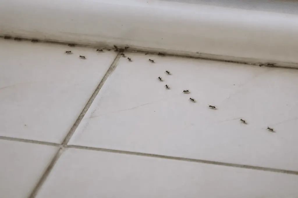 Fourmis noires traversant carrelage blanc salle bain