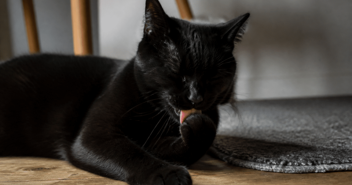 Main gantee nettoyant pelage noir chat couche sol