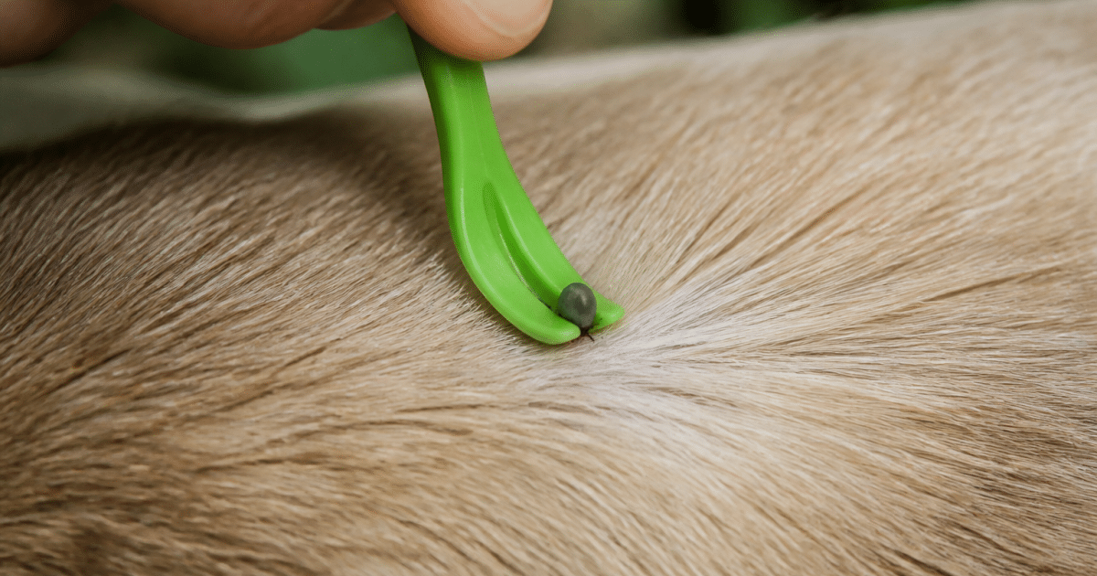 Pince a tique soulevant parasite depuis peau animale