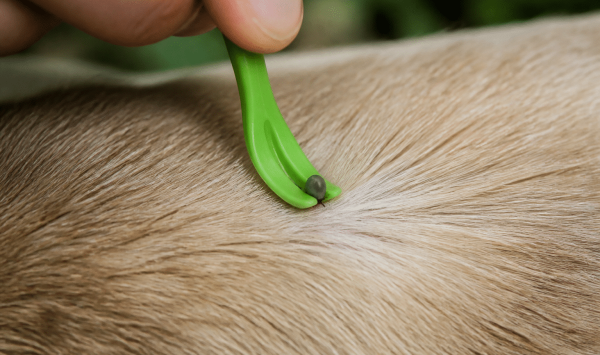 Pince a tique soulevant parasite depuis peau animale
