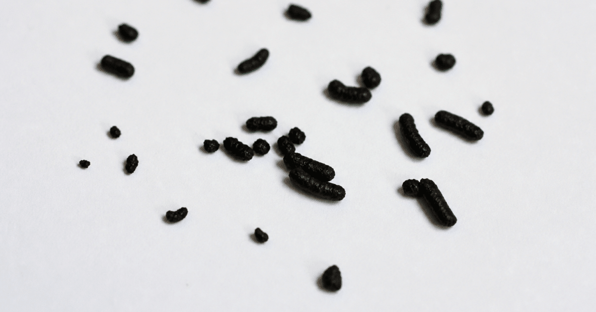 Excrement de chauve-souris noir sur surface blanche isolee