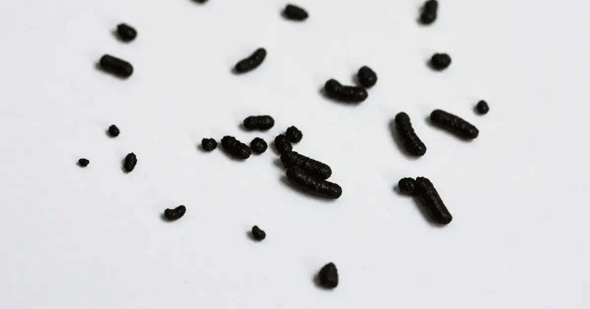Excrement de chauve-souris noir sur surface blanche isolee