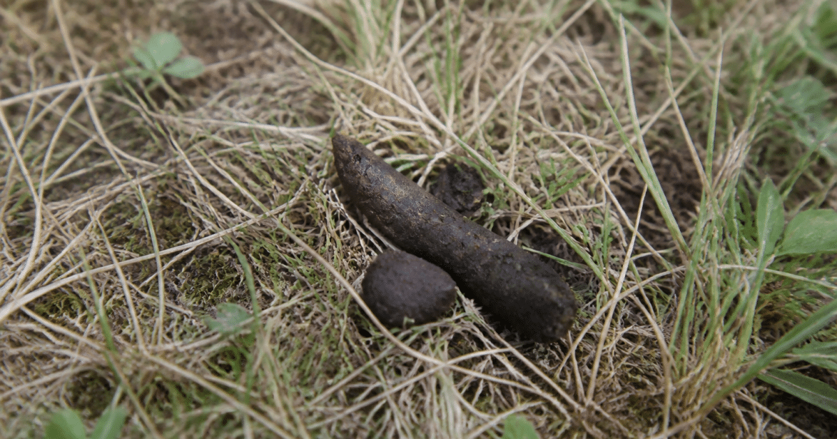 Excrements de renard marron sur sol herbeux sec