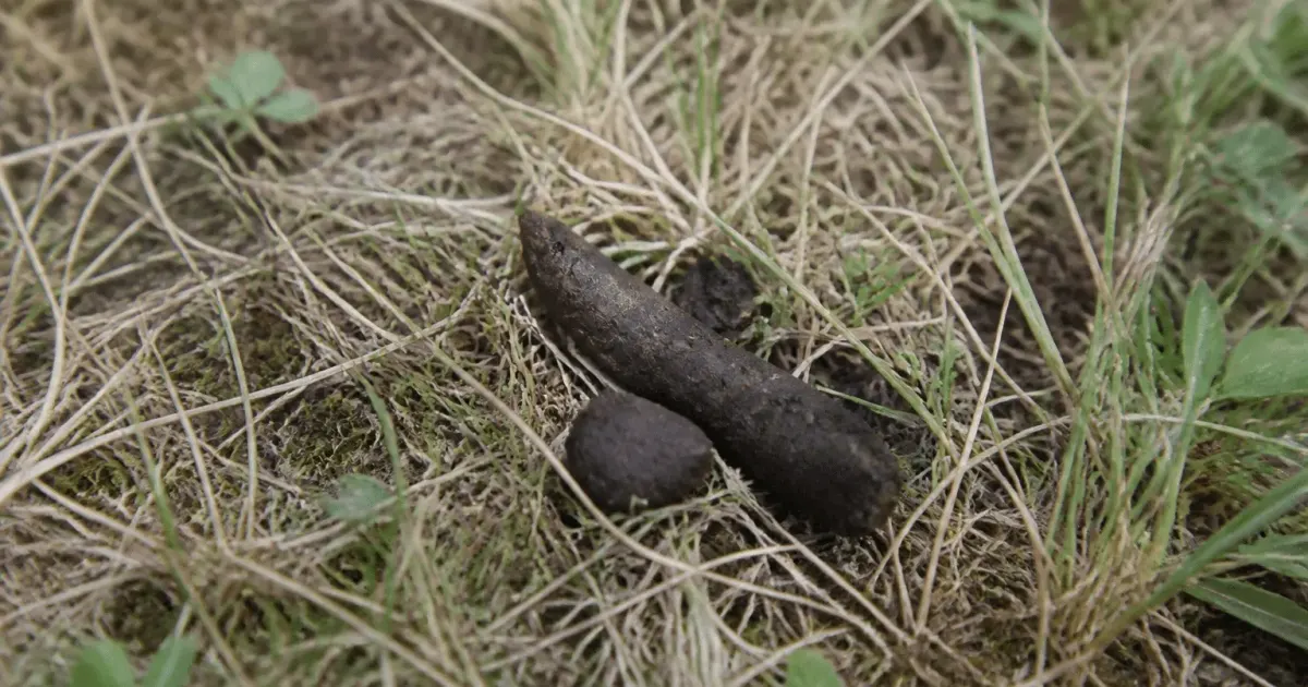 Excrements de renard marron sur sol herbeux sec