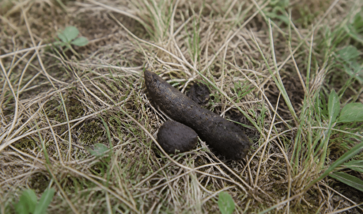 Excrements de renard marron sur sol herbeux sec