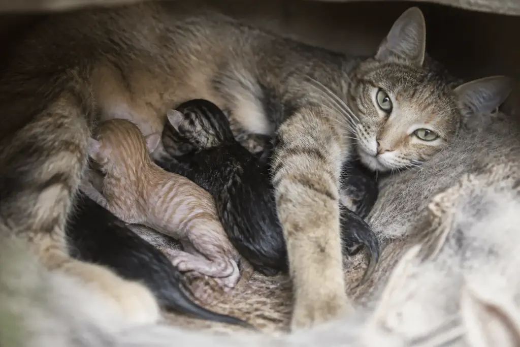 Femelle donnant naissance à plusieurs petits dans nid douillet