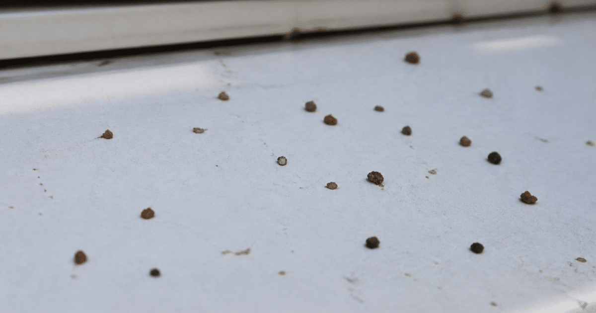 Petites fientes brunes dispersees sur surface blanche horizontale