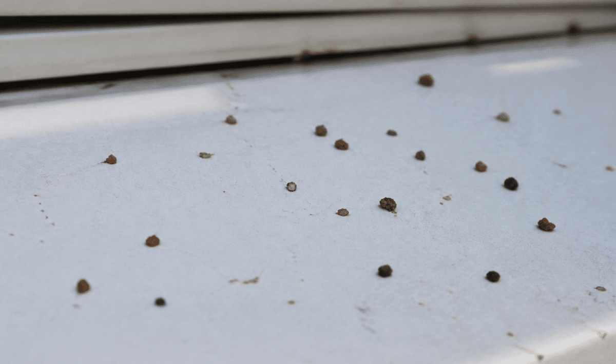 Petites fientes brunes dispersees sur surface blanche horizontale