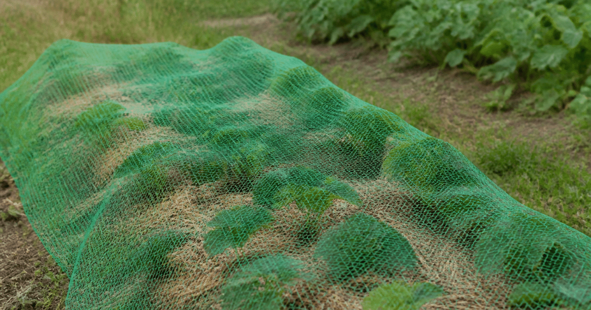 Filet de protection tendu sur plants fraises contre oiseaux