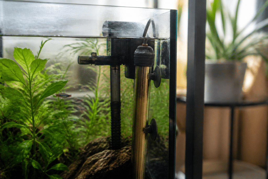Filtre, chauffage et thermometre dans aquarium tropical