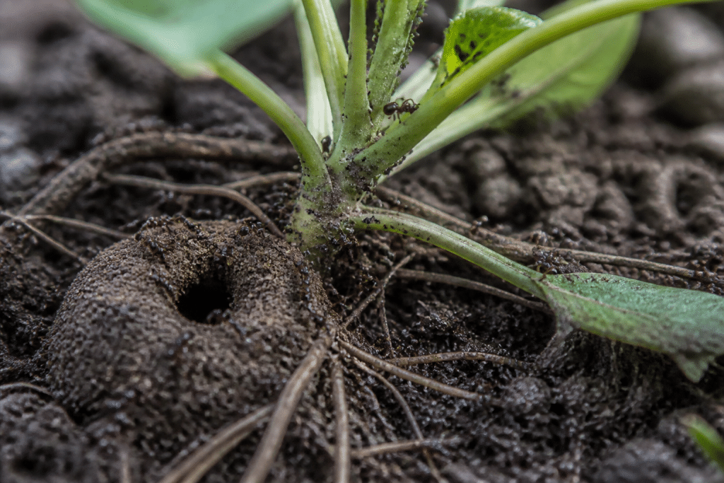 Fourmilière détruisant racines de jeunes plants avec pucerons