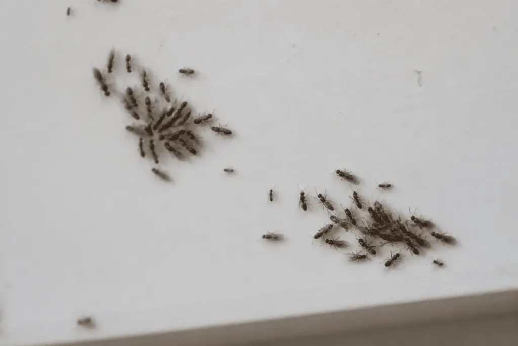 Fourmis ailees en grappes sur surface blanche interieur