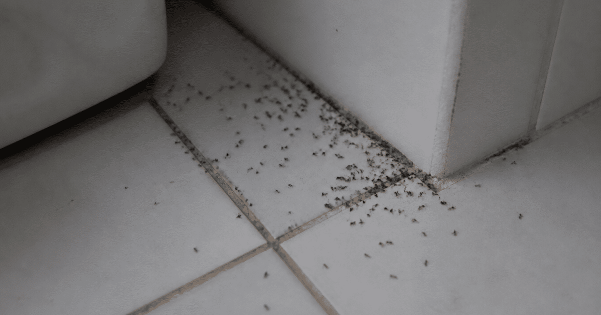 Colonie de fourmis noires rampant sur carrelage blanc salle bain