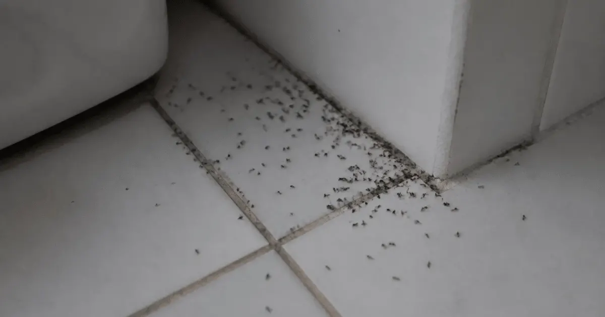 Colonie de fourmis noires rampant sur carrelage blanc salle bain