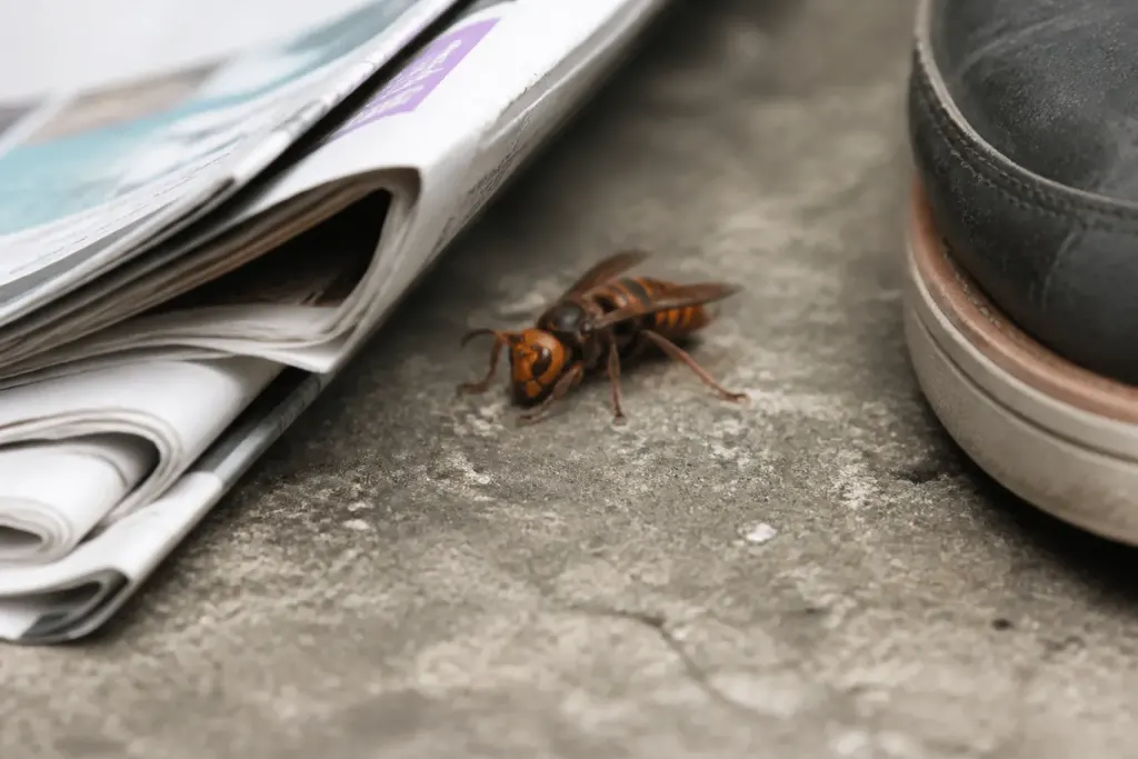 Frelon agressif pres de journal et chaussure