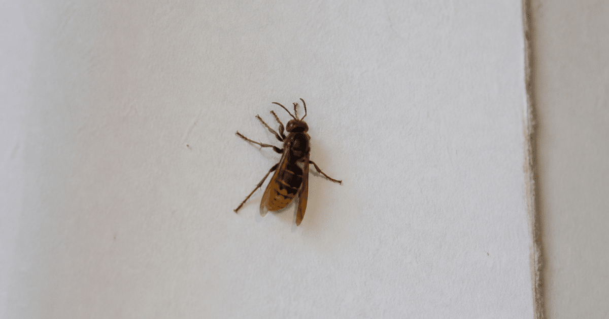 Frelon posé sur mur interieur blanc de maison
