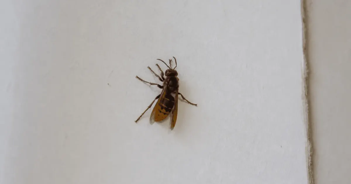 Frelon posé sur mur interieur blanc de maison