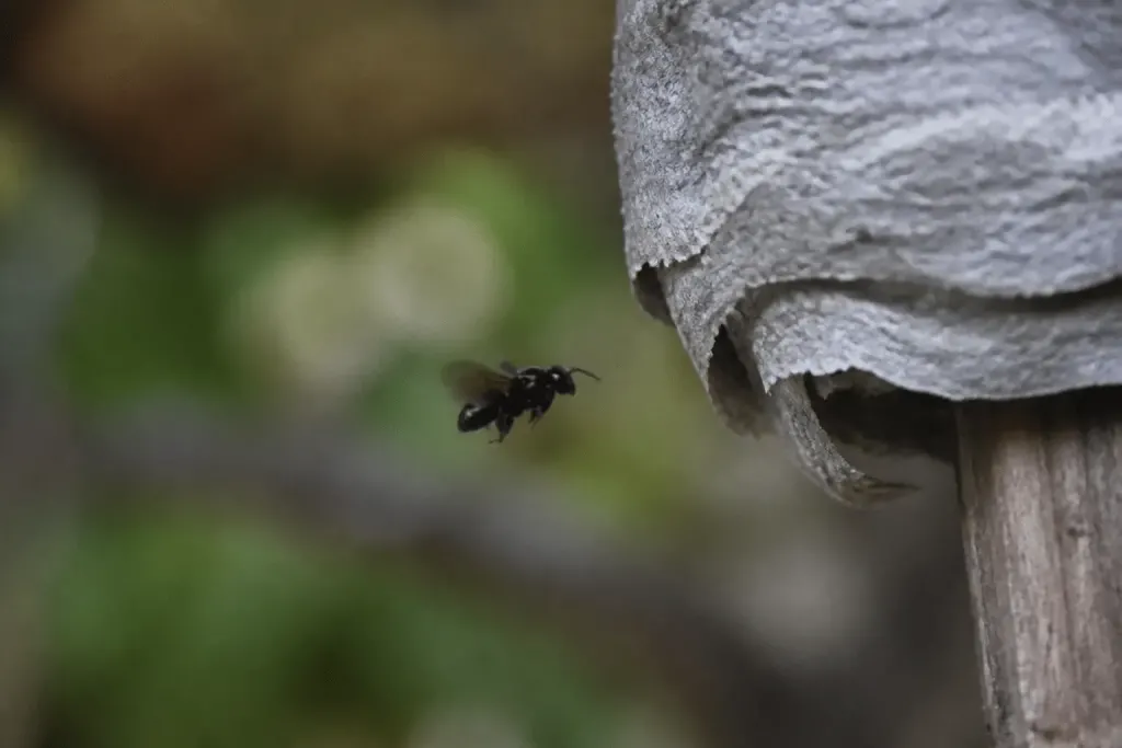 Insecte noir volant près d'une structure papier grise