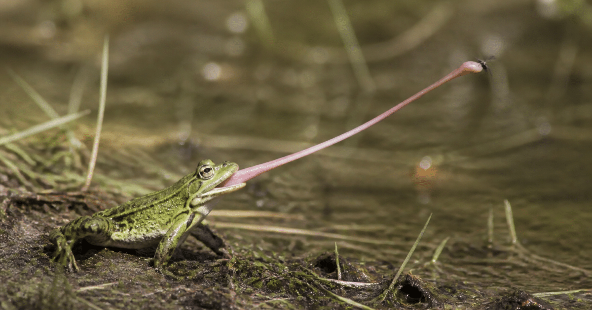 Grenouille verte assise captant insecte volant avec sa langue