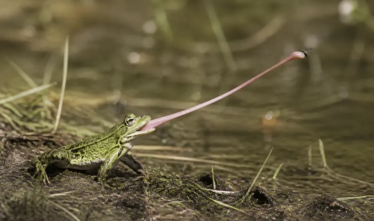 Grenouille verte assise captant insecte volant avec sa langue