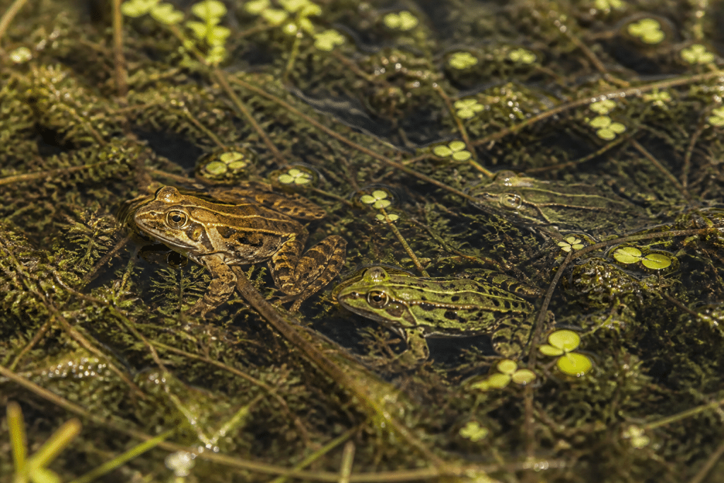 Grenouilles rousses et vertes dans bassin jardin naturel