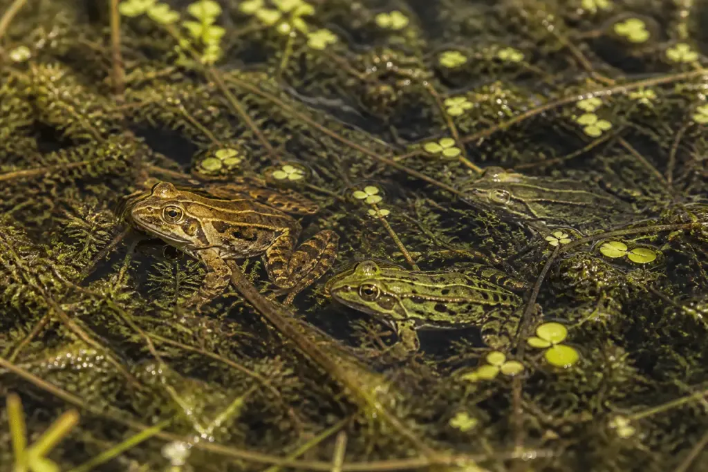 Grenouilles rousses et vertes dans bassin jardin naturel