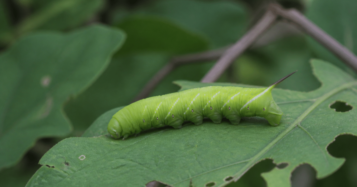 Large green caterpillar with pointed rear appendage on leaf