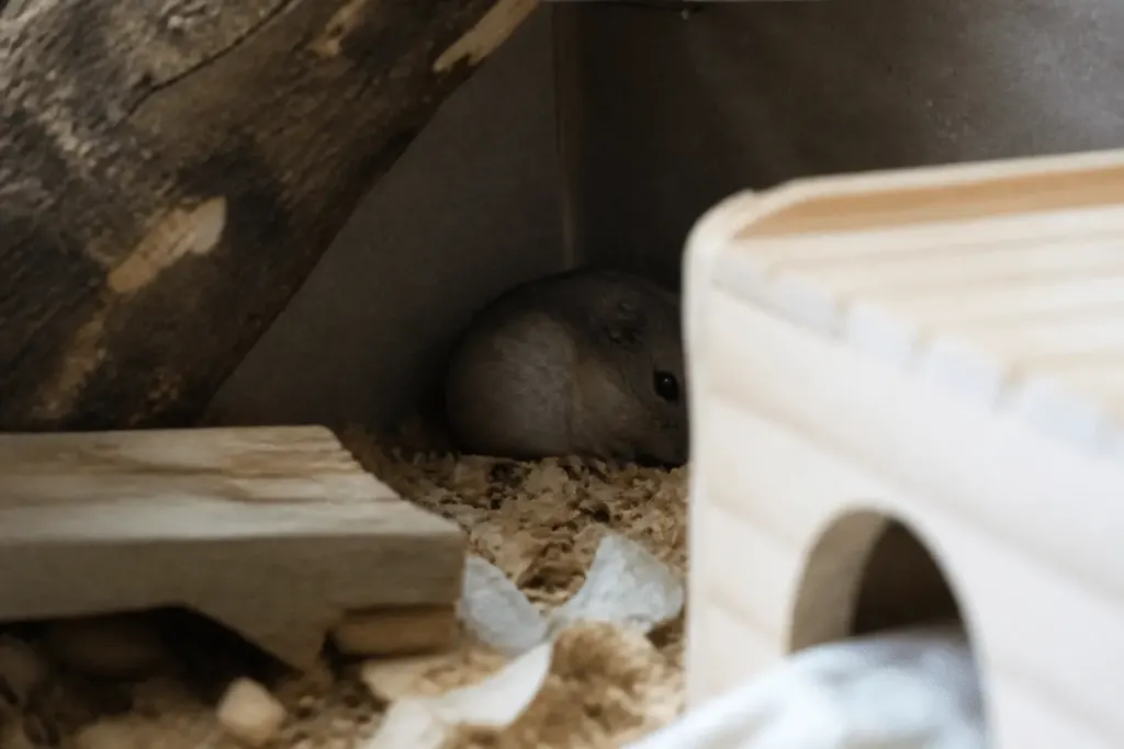 Hamster immobile caché dans coin sombre cage