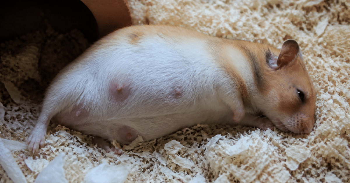 Hamster femelle enceinte allongee sur litiere douce