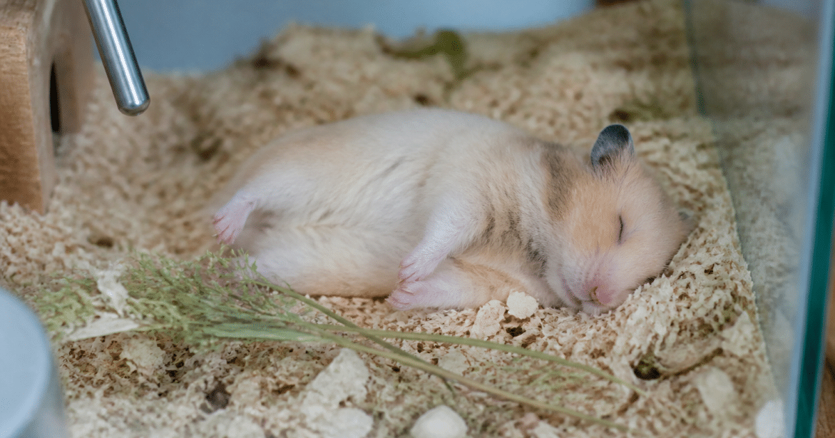 hamster immobile couche sur le flanc dans la sciure