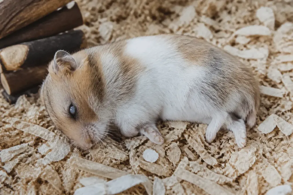 Hamster immobile aux yeux fixes et vitreux