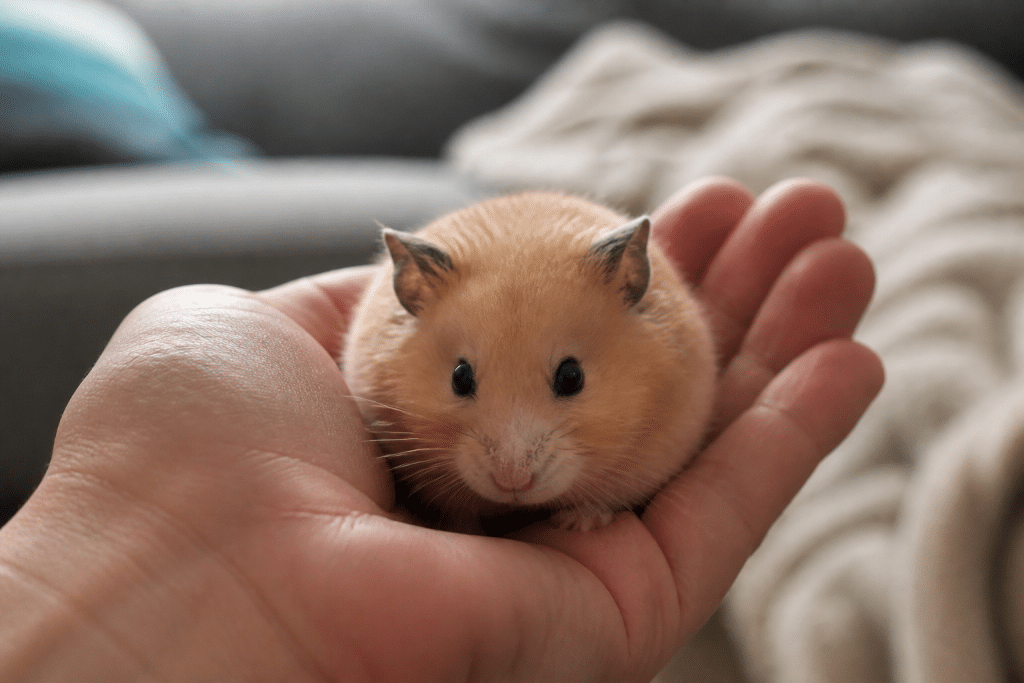 Main tenant hamster dore calme et docile