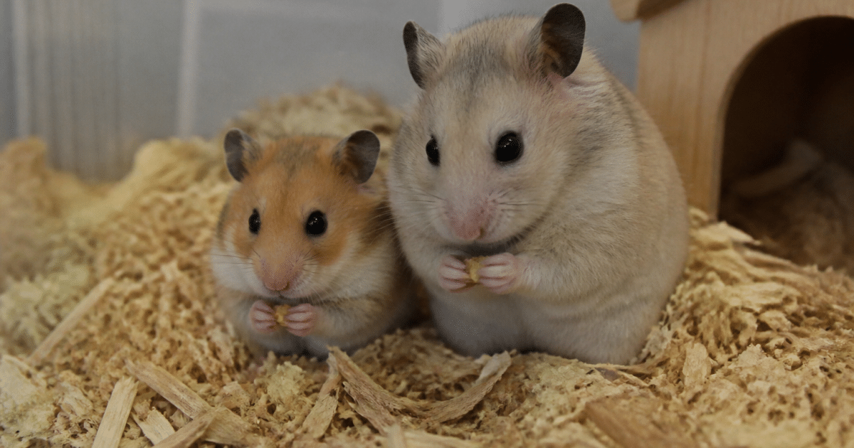 Deux hamsters cote a cote, l'un plus grand que l'autre