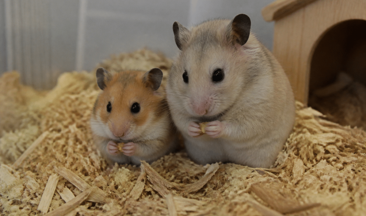 Deux hamsters cote a cote, l'un plus grand que l'autre