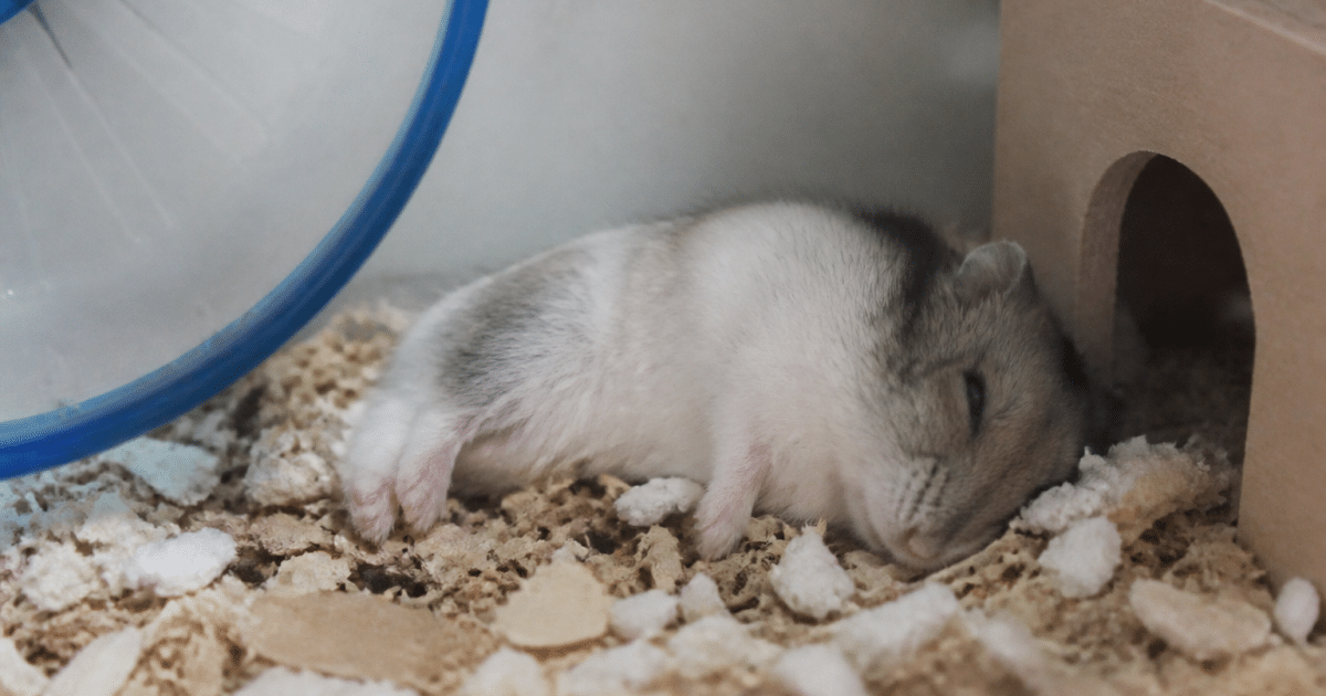 Hamster couche immobile sur le flanc dans sa cage