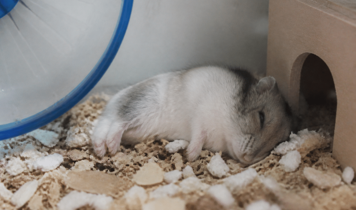 Hamster couche immobile sur le flanc dans sa cage