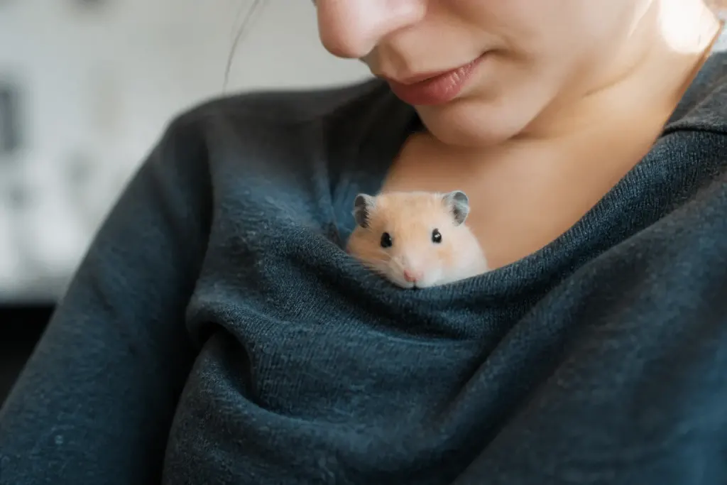 Hamster enveloppé dans tissu contre poitrine chaleureuse