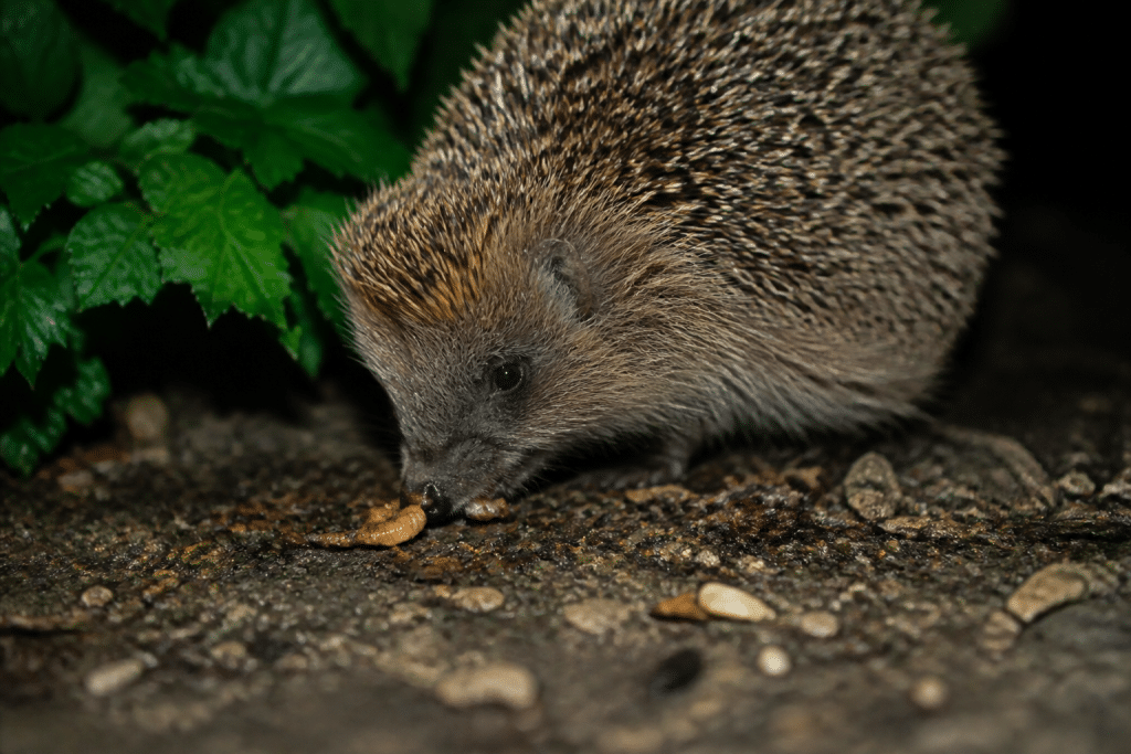 Herisson nocturne mangeant insectes avant hibernation hivernale