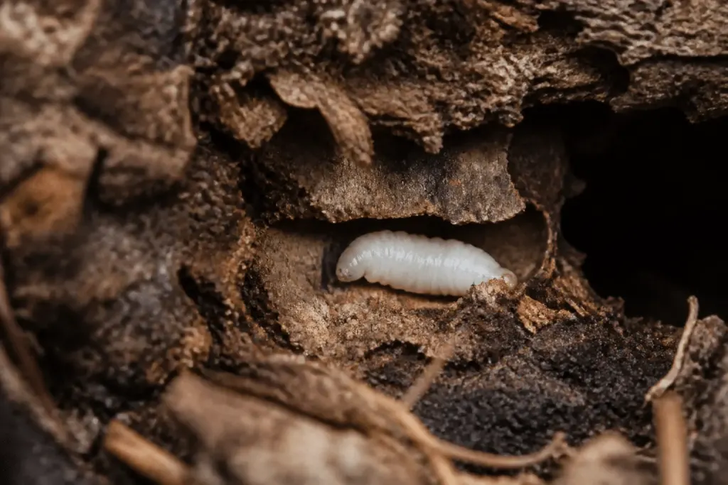 Insecte blanc creusant tunnel dans bois humide souterrain