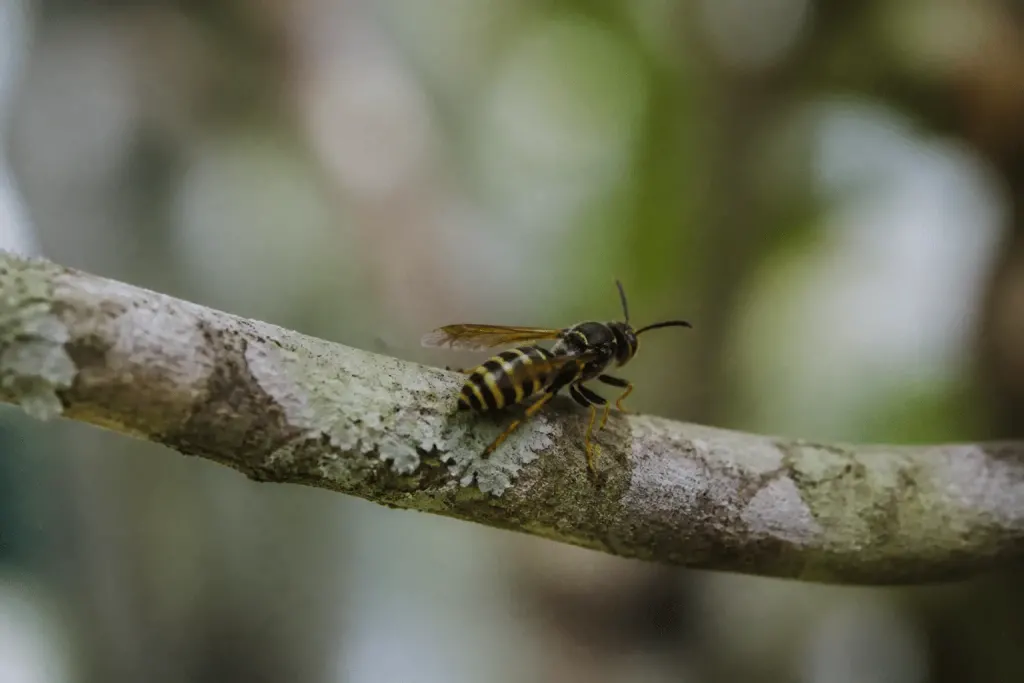Insecte noir avec abdomen rayé jaune posé sur branche