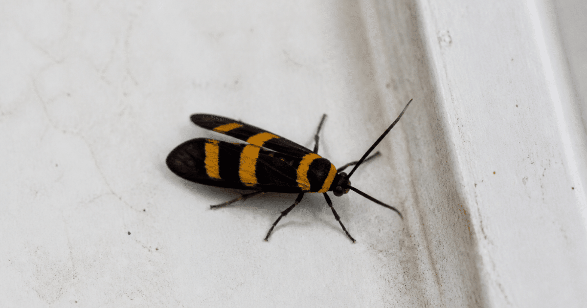 Insecte noir aux rayures jaunes posé sur surface blanche
