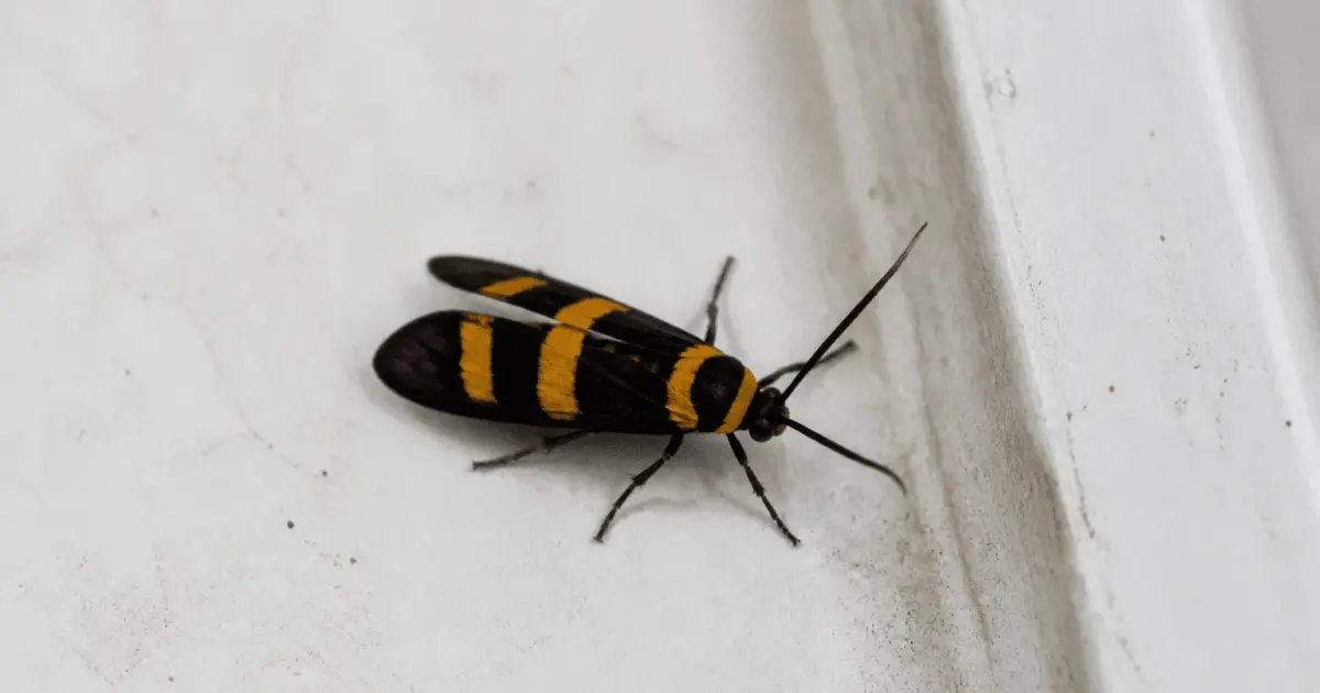 Insecte noir aux rayures jaunes posé sur surface blanche