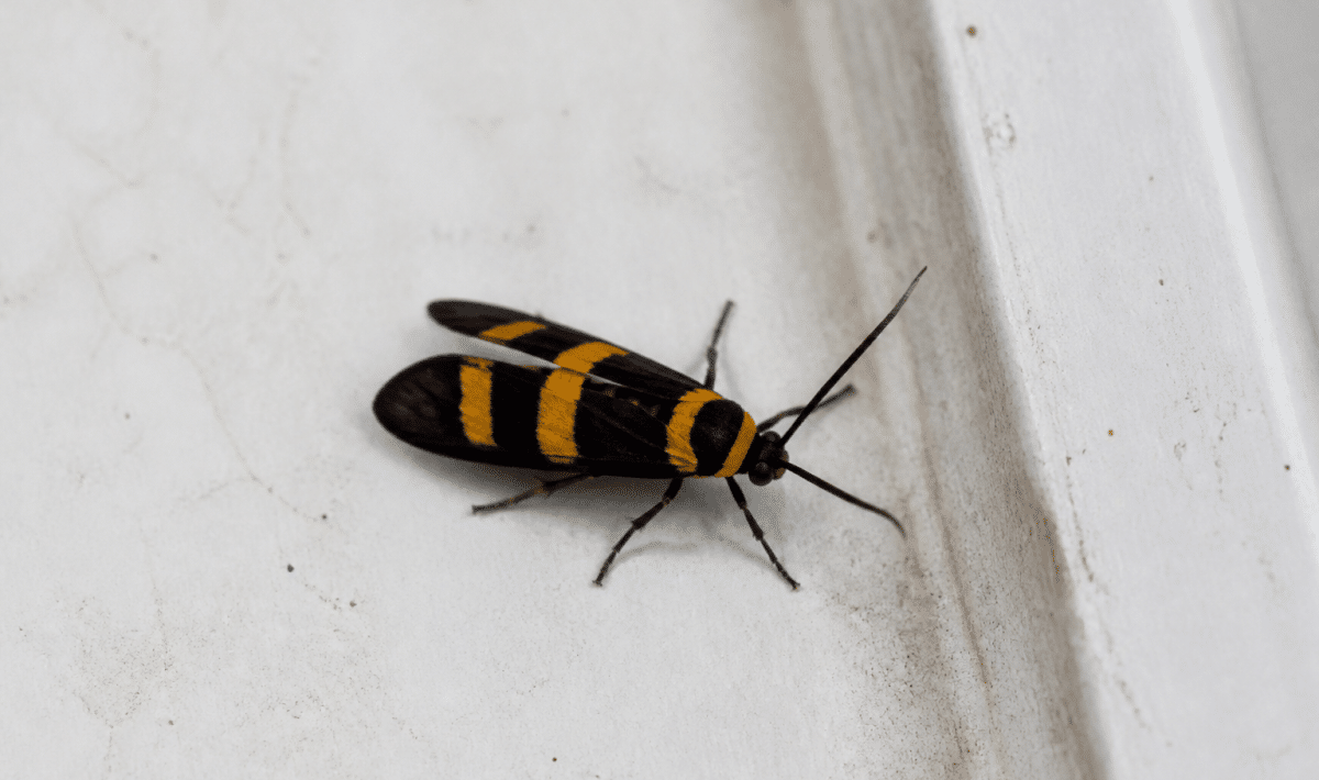 Insecte noir aux rayures jaunes posé sur surface blanche