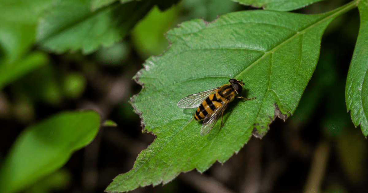 Insecte raye jaune noir posé sur feuille verte