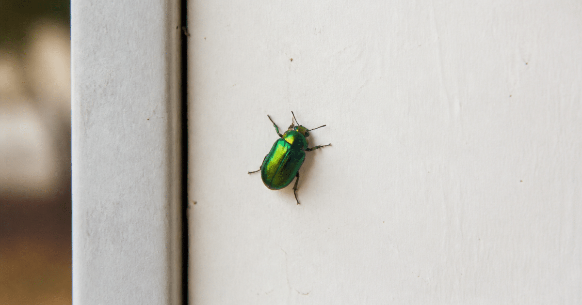 Insectes verts brillants posés sur surface interieure claire