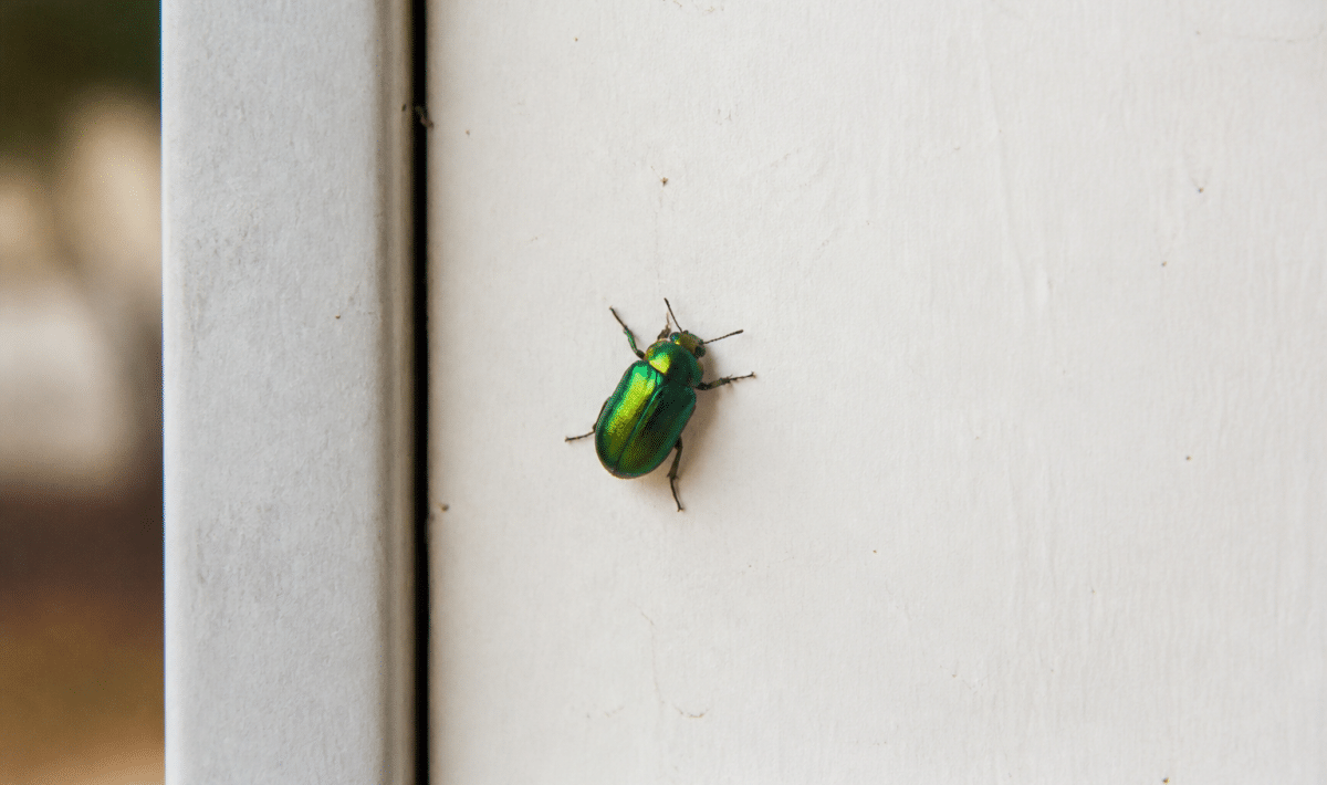 Insectes verts brillants posés sur surface interieure claire