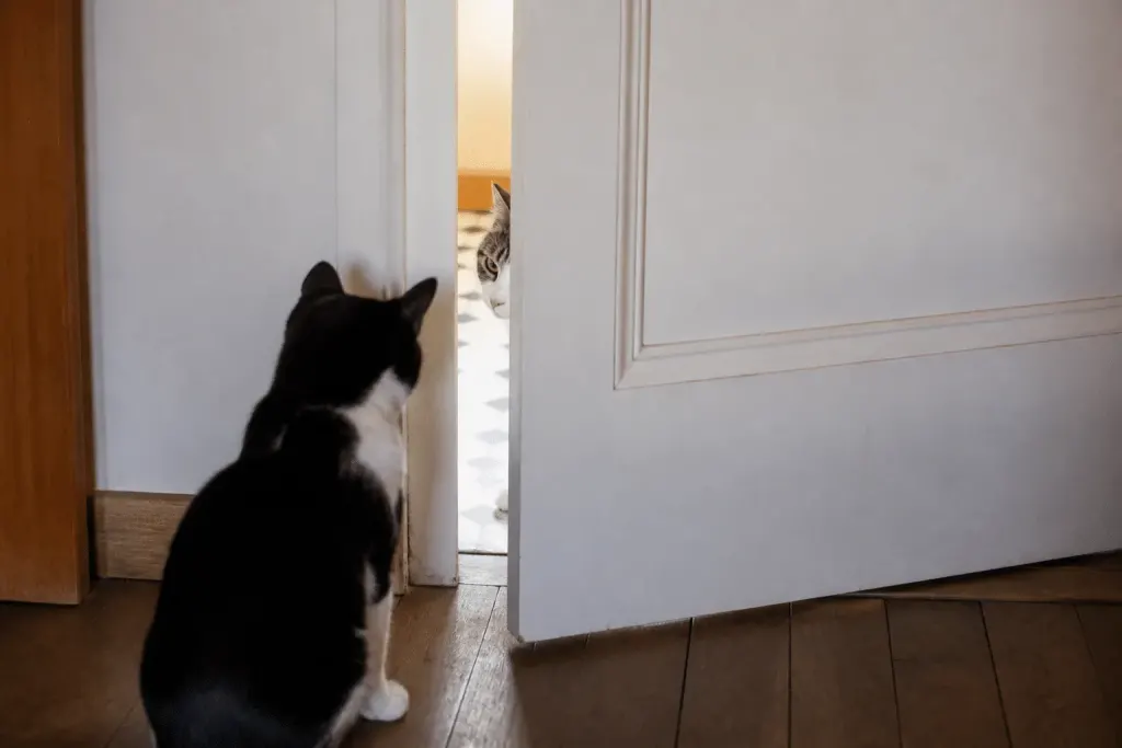 Deux chats se découvrent progressivement derriere une porte fermee